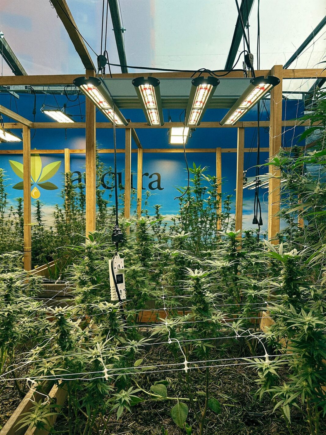 A Associação Que Revoluciona O Cuidado E O Acesso A Cannabis Medicinal No Brasil Desde 2018 Lança Livro